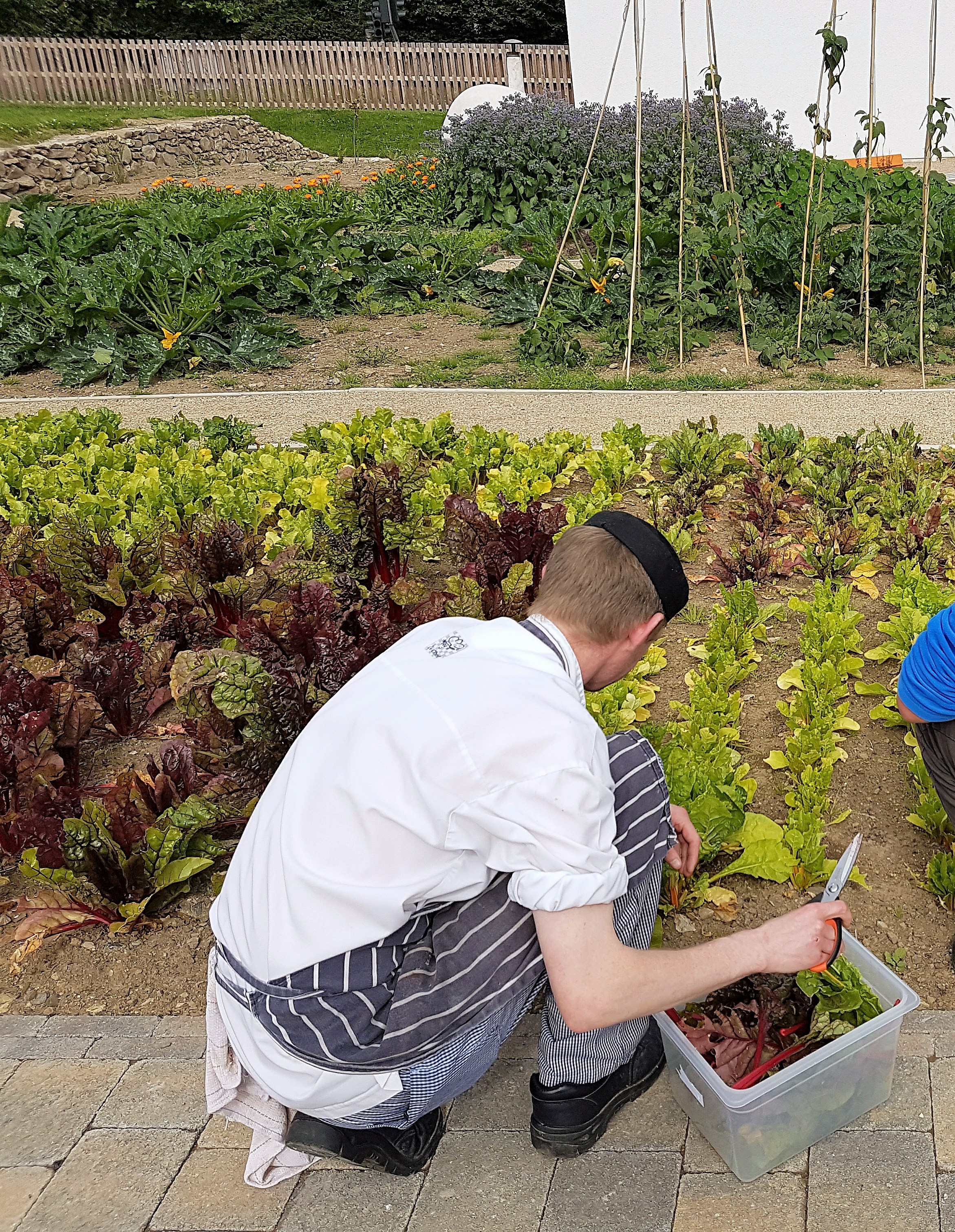 juniorsouschef,chefdecuisine junior sous chef opportunity at grow hq